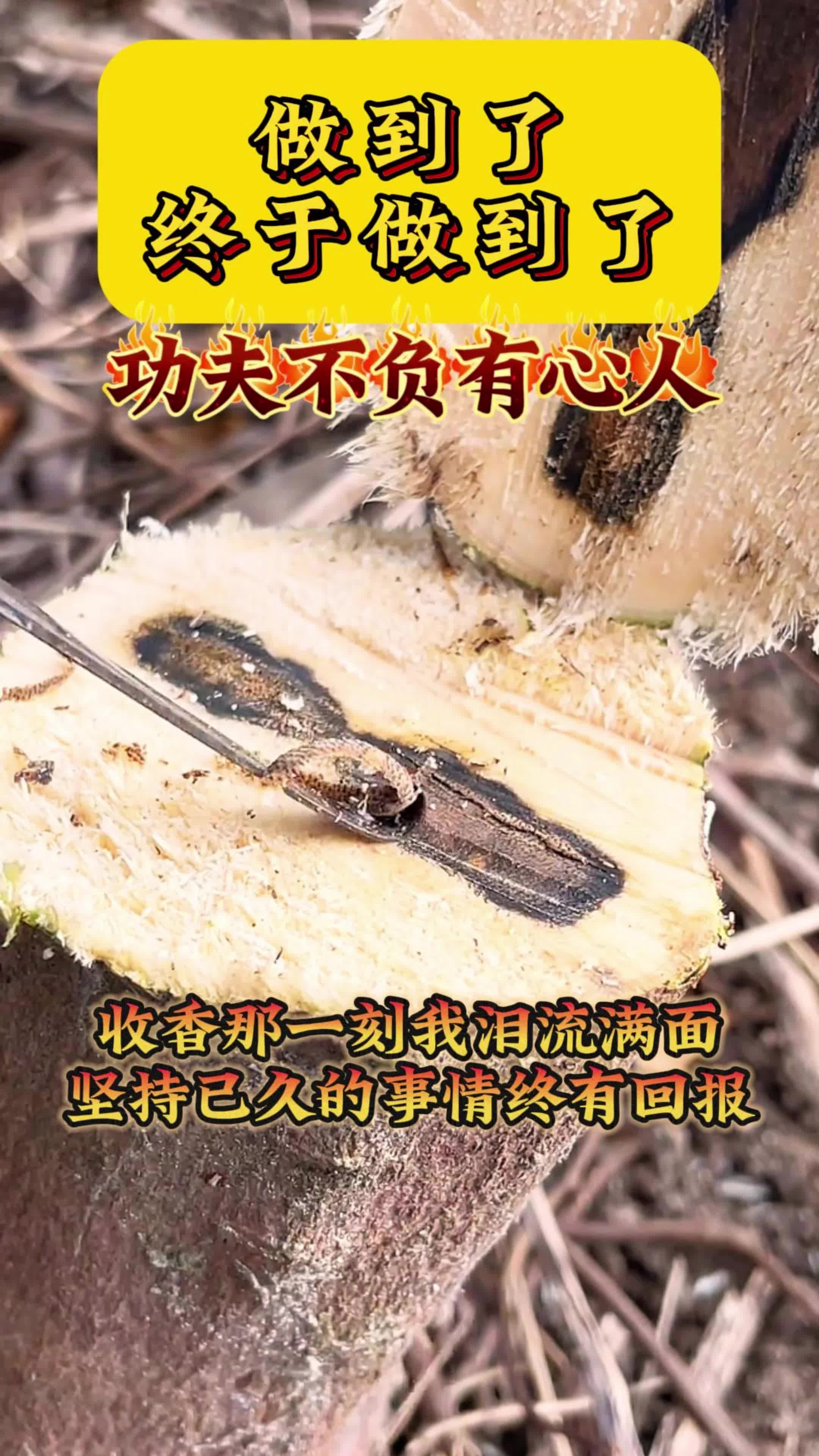 关于柏林联合队员合作默契，功夫不负有心人的信息