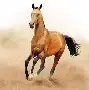 马竞场边指挥情绪激动，维尼修斯队员怒摔水瓶的简单介绍