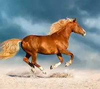 马竞场边指挥情绪激动，维尼修斯队员怒摔水瓶的简单介绍